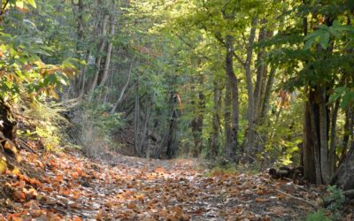 Valdambra Trail