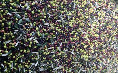 Valdarno olive oil: a treasure for the tastebuds