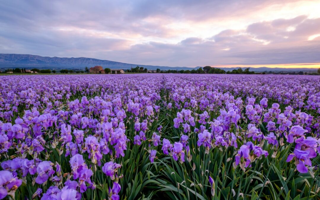 Itinerari a piedi per scoprire la bellezza del Valdarno in primavera